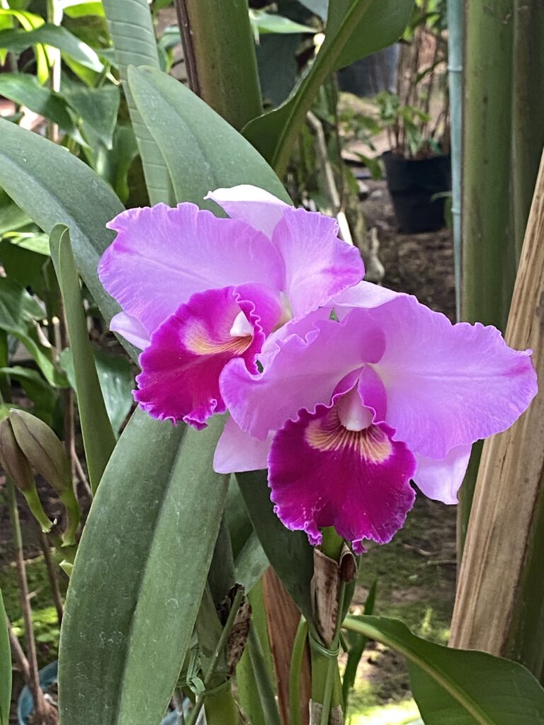 Orchid flower