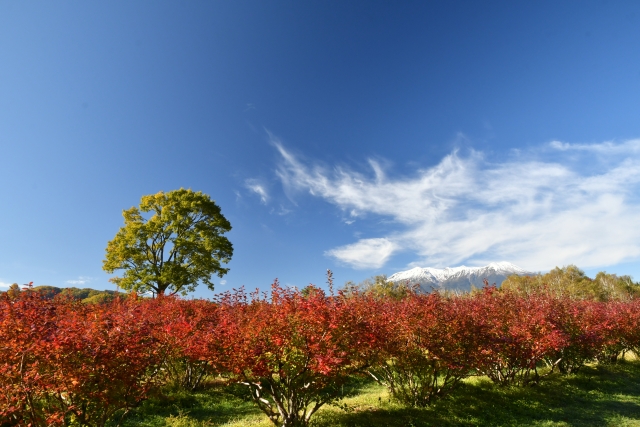 ブルーベリーの紅葉