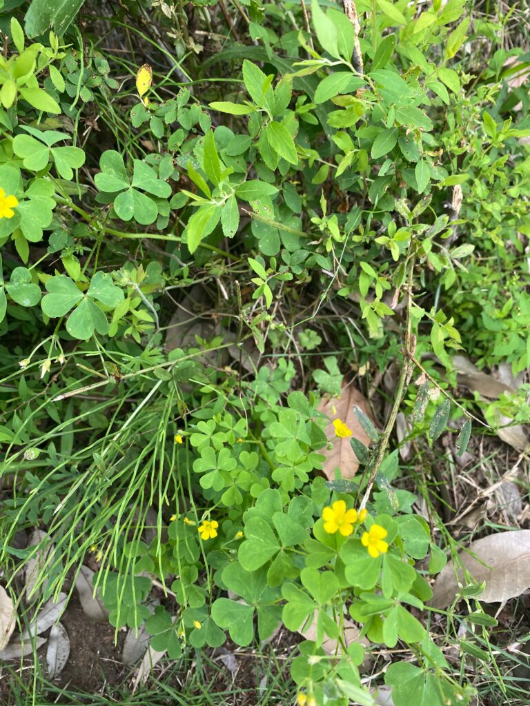 カタバミの葉と花