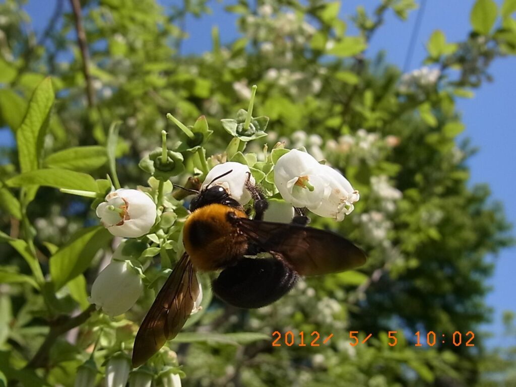 花とクマンバチ